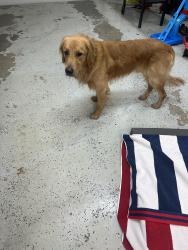 Reunited Male Dog last seen Kansas Ave and 86th st, Kansas City, KS 66111