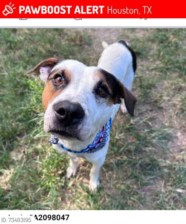 Lost Male Dog last seen Fulton and soren, Houston, TX 77076