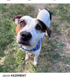 Lost Male Dog last seen Fulton and soren, Houston, TX 77076