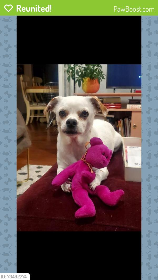 Reunited Male Dog last seen Santa Ana St. and Indiana St., Anaheim, CA, Anaheim, CA 92815