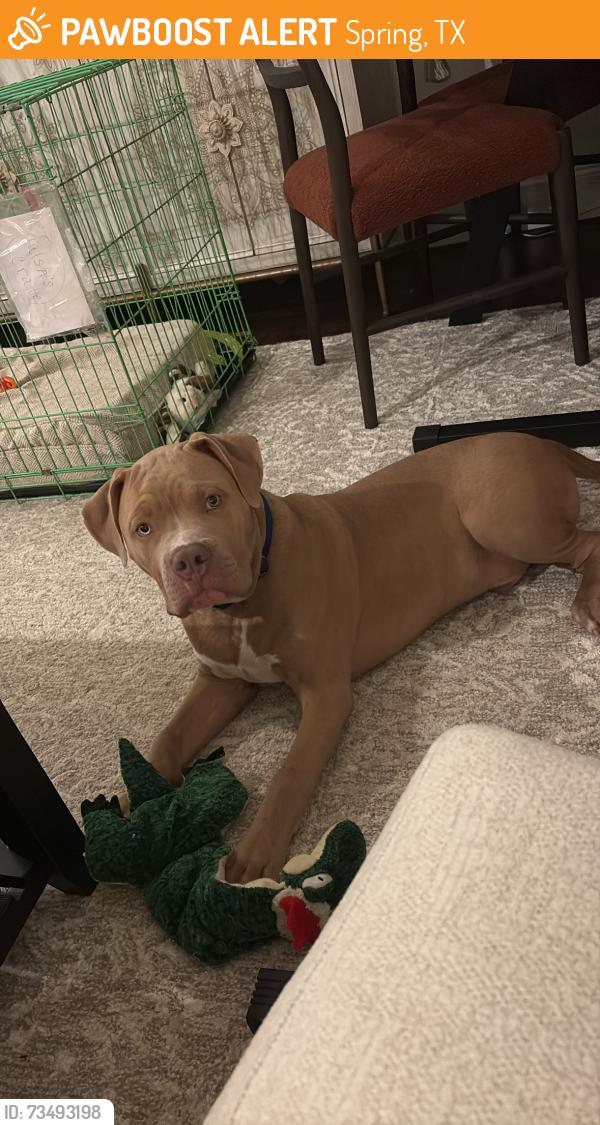 Found/Stray Male Dog last seen Spring Fire Department Station 77/ Cypresswood drive, Spring, TX 77387