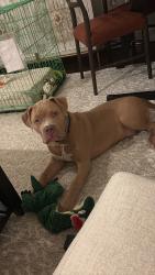 Found/Stray Male Dog last seen Spring Fire Department Station 77/ Cypresswood drive, Spring, TX 77387