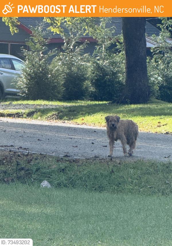 Found/Stray Unknown Dog last seen Greater Druid and Halsbury, Hendersonville, NC 28791