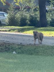 Found/Stray Unknown Dog last seen Greater Druid and Halsbury, Hendersonville, NC 28791