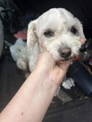 Reunited Male Dog last seen Near Independence Dr, Raeford, NC 28376, USA, Raeford, NC 28376