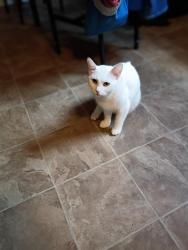 Lost Female Cat last seen Twin & Myrtle School road, Gastonia, NC 28052