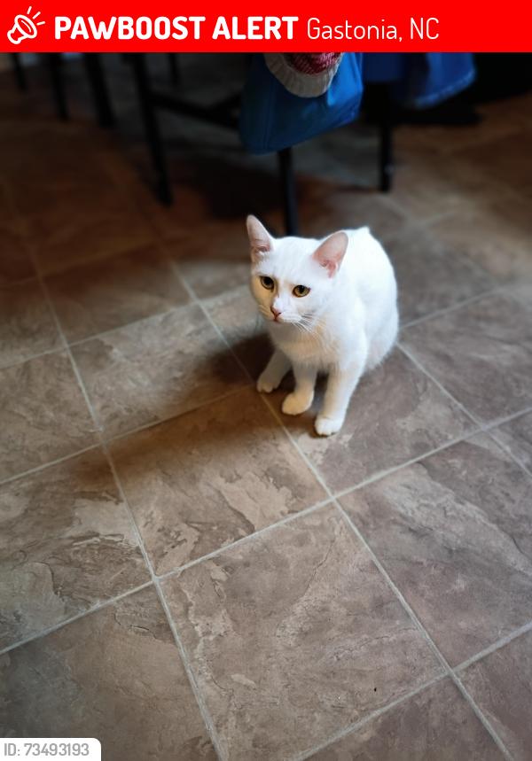 Lost Female Cat last seen Twin & Myrtle School road, Gastonia, NC 28052