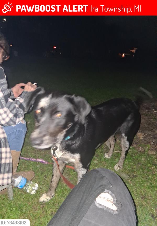 Lost Male Dog last seen Church and Dixie highway, Ira Township, MI 48023