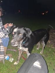 Lost Male Dog last seen Church and Dixie highway, Ira Township, MI 48023