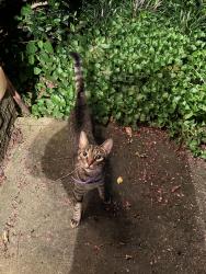 Found/Stray Unknown Cat last seen Alcovy rd and Campbell rd, Gwinnett County, GA 30045