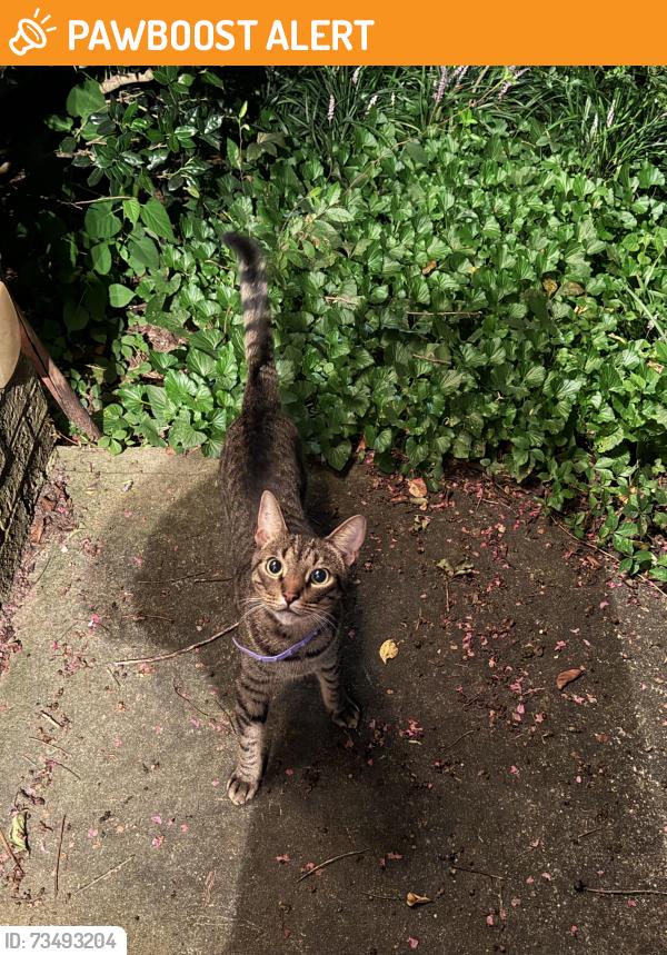 Found/Stray Unknown Cat last seen Alcovy rd and Campbell rd, Gwinnett County, GA 30045