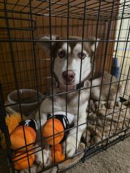 Found/Stray Female Dog last seen CVS Stop Road 11 /Madison Road, Indianapolis, IN 46227