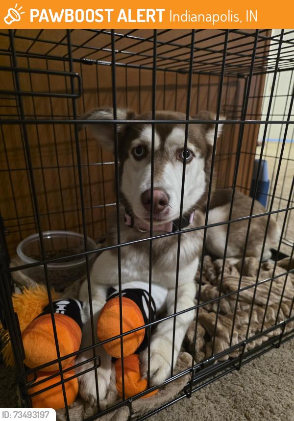 Found/Stray Female Dog last seen CVS Stop Road 11 /Madison Road, Indianapolis, IN 46227
