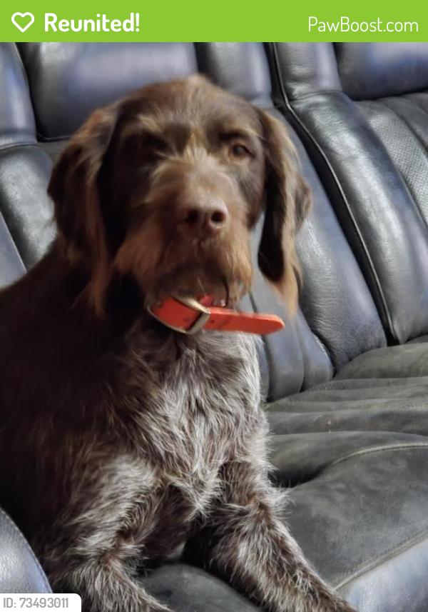 Reunited Male Dog last seen Broadmoore on Cleveland Rd, Clayton, NC 27520