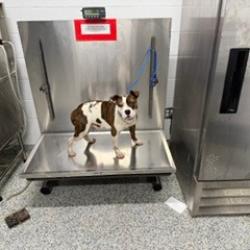 Shelter Stray Male Dog last seen , 244 Georgetown Rd, Jacksonville, NC 28540, USA