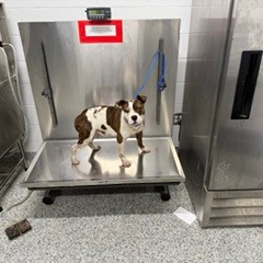 Shelter Stray Male Dog last seen , 244 Georgetown Rd, Jacksonville, NC 28540, USA