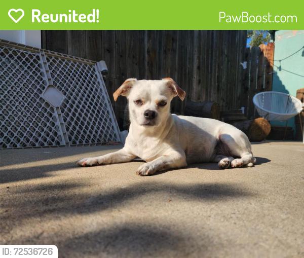 Reunited Female Dog last seen Santa Ana St. / Indiana St., Anaheim, CA., Livingston, NJ 07039