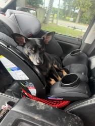 Lost Male Dog last seen Old mims road and jungle road, Geneva, FL 32732