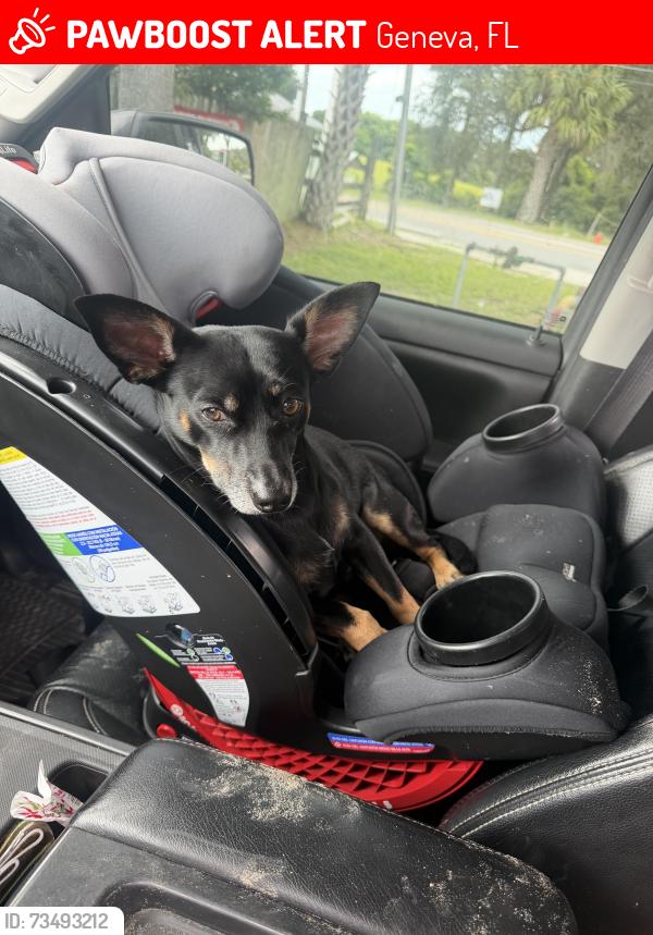 Lost Male Dog last seen Old mims road and jungle road, Geneva, FL 32732