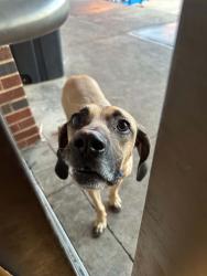 Reunited Female Dog last seen Asp and Lindsey, Norman, OK 73019
