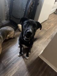 Found/Stray Male Dog last seen ALL ABOUT TRUX, Athens, GA 30607