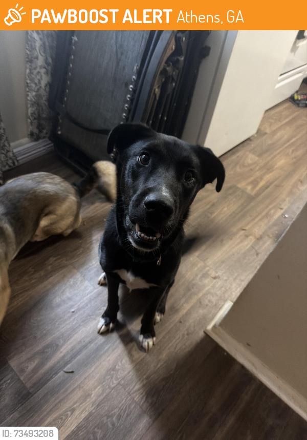 Found/Stray Male Dog last seen ALL ABOUT TRUX, Athens, GA 30607