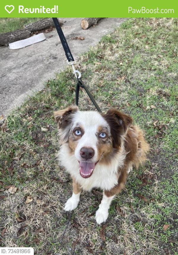 Reunited Female Dog last seen Near N Saginaw Blvd, Saginaw, TX 76179, USA, Saginaw, TX 76179