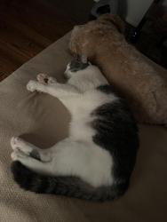 Reunited Male Cat last seen Geyer and West Geyer, Frontenac, MO 63131