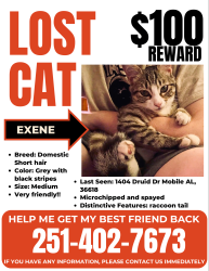 Lost Female Cat last seen Overlook RD, Mobile, AL 36618