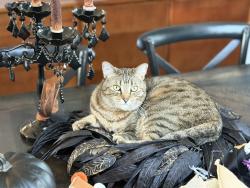 Reunited Female Cat last seen We live near Michael Angelo’s Winery, Hinckley, OH 44233