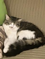 Lost Male Cat last seen Willow and Logan ave n, Minneapolis, MN 55411