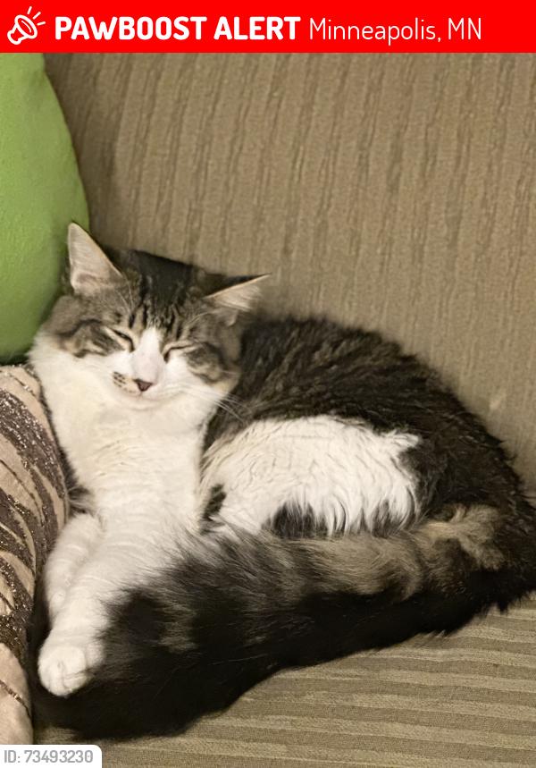 Lost Male Cat last seen Willow and Logan ave n, Minneapolis, MN 55411