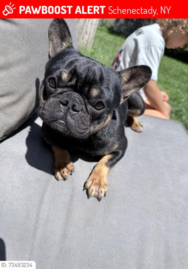 Lost Male Dog last seen Oneida st Schenectady ny, Schenectady, NY 12305