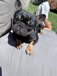 Lost Male Dog last seen Oneida st Schenectady ny, Schenectady, NY 12305