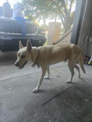 Found/Stray Male Dog last seen Near Maple Ave, Burleson, TX 76028, Burleson, TX 76028
