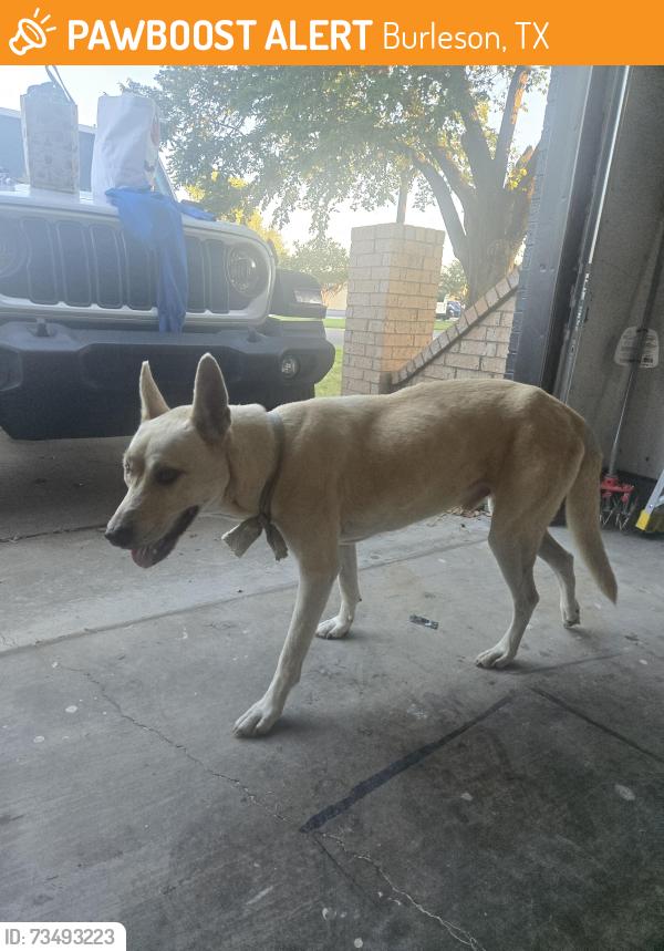 Found/Stray Male Dog last seen Near Maple Ave, Burleson, TX 76028, Burleson, TX 76028