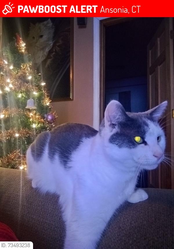 Lost Male Cat last seen Wakelee ave ansonia ct, Ansonia, CT 06401