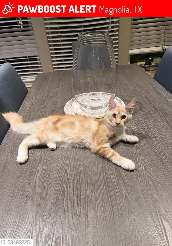 Lost Male Cat last seen Magnolia, Texas in Ranch Crest subdivison, Magnolia, TX 77355
