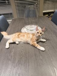 Lost Male Cat last seen Magnolia, Texas in Ranch Crest subdivison, Magnolia, TX 77355