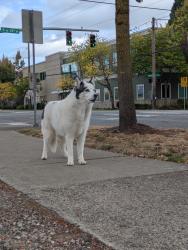 Found/Stray Unknown Dog last seen NE Glisan + 53rd, Portland, OR 97213