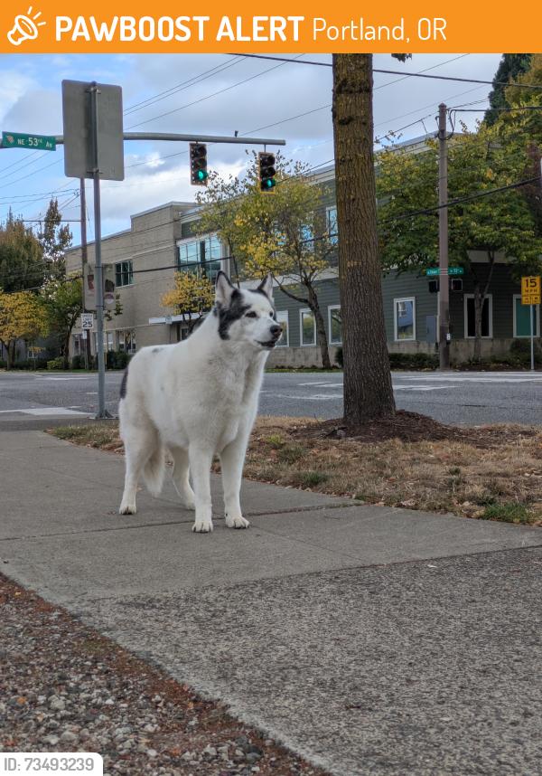 Found/Stray Unknown Dog last seen NE Glisan + 53rd, Portland, OR 97213
