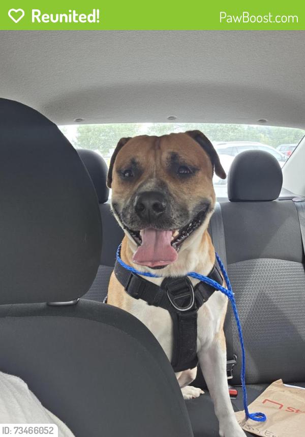 Reunited Male Dog last seen Blue creek rd and Pony Farm rd, Onslow County, NC 28540