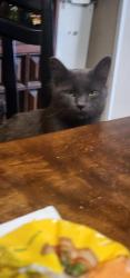 Lost Male Cat last seen Pella st, Houston, TX 77036