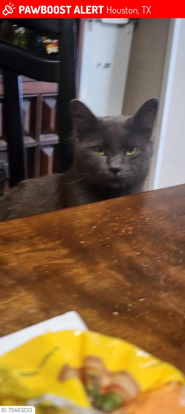 Lost Male Cat last seen Pella st, Houston, TX 77036