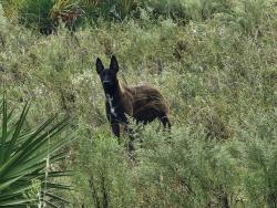 Reunited Unknown Dog last seen W. Pendleton St. Citrus springs fl, Citrus Springs, FL 34434