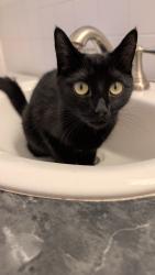 Reunited Male Cat last seen McCreary and Sprague, Broadview Heights, OH 44147