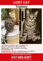 Lost Male Cat last seen Regent st., Ellsworth Ave,, Richmond Hill, ON 