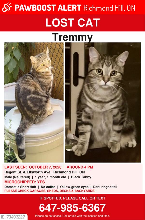 Lost Male Cat last seen Regent st., Ellsworth Ave,, Richmond Hill, ON 