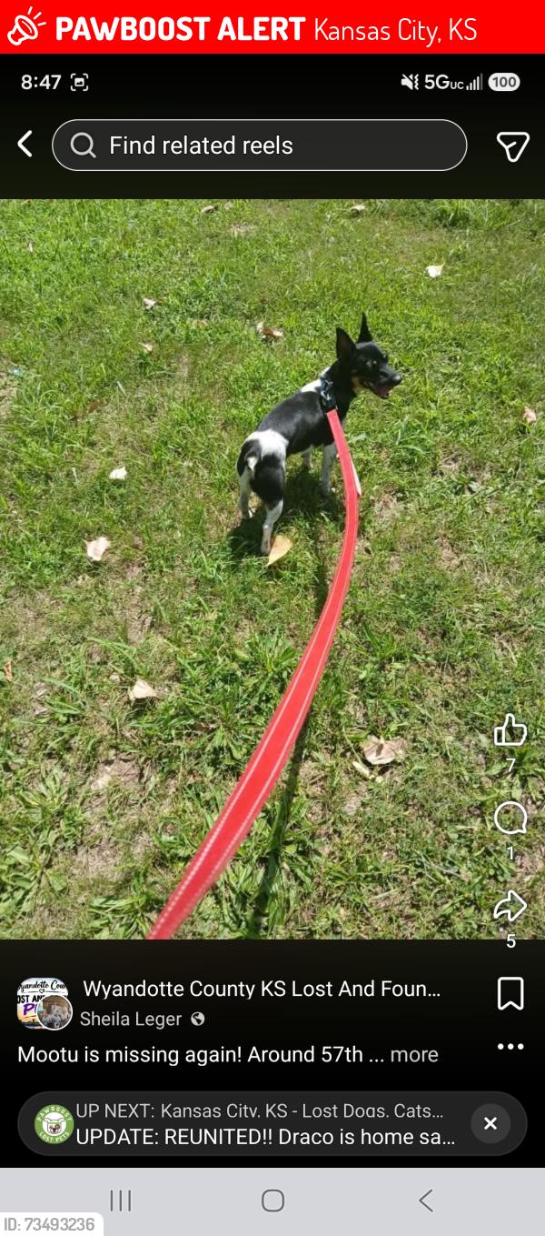Lost Male Dog last seen Around 57th, Kansas City, KS 66102