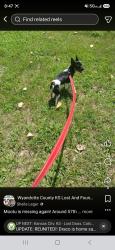 Lost Male Dog last seen Around 57th, Kansas City, KS 66102